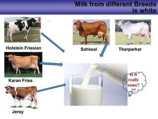 Milk from different Breeds
is white
.
Holstein Friesian
Jersy
Karan Fries
Sahiwal Tharparkar
Is it
really
same?
??
 