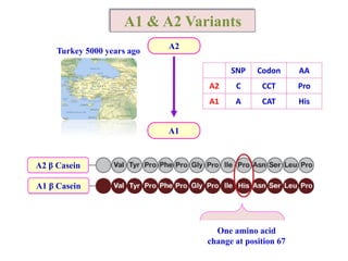 A2
A1
Turkey 5000 years ago
SNP Codon AA
A2 C CCT Pro
A1 A CAT His
A2 β Casein
A1 β Casein
One amino acid
change at position 67
A1 & A2 Variants
 