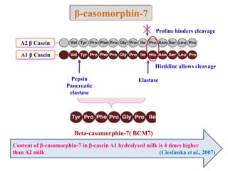 A2 β Casein
A1 β Casein
Proline hinders cleavage
Histidine allows cleavage
ElastasePepsin
Pancreatic
elastase
Beta-casomorphin-7( BCM7)
β-casomorphin-7
Content of β-casomorphin-7 in β-casein A1 hydrolysed milk is 4 times higher
than A2 milk (Cieslinska et al., 2007)
 