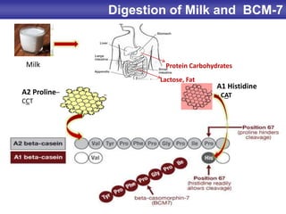 A1 Histidine
- CATA2 Proline–
CCT
Lactose, Fat
Protein CarbohydratesMilk
Digestion of Milk and BCM-7
 