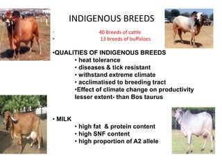 INDIGENOUS BREEDS
• 40 Breeds of cattle
• 13 breeds of buffaloes
•QUALITIES OF INDIGENOUS BREEDS
• heat tolerance
• diseases & tick resistant
• withstand extreme climate
• acclimatised to breeding tract
•Effect of climate change on productivity
lesser extent- than Bos taurus
• MILK
• high fat & protein content
• high SNF content
• high proportion of A2 allele
 