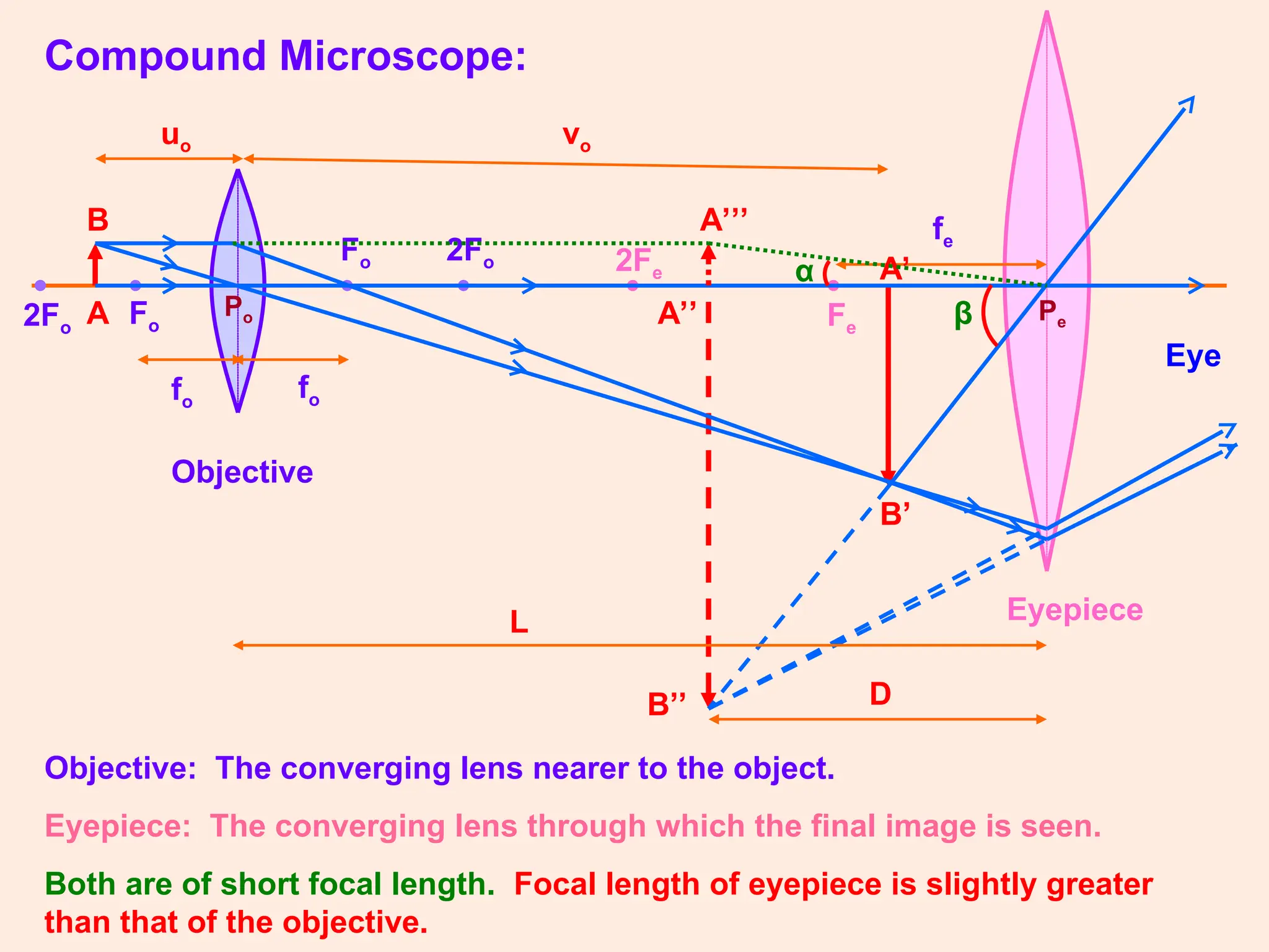 Compound Microscope:
• •
• • •
Fo
•
Fo
Fe
2Fe
2Fo
fo
fo
fe
Eye
A
B
A’
B’
A’’
B’’
Objective
Eyepiece
2Fo
Objective: The converging lens nearer to the object.
Eyepiece: The converging lens through which the final image is seen.
Both are of short focal length. Focal length of eyepiece is slightly greater
than that of the objective.
A’’’
α
β
D
L
vo
uo
Po Pe
 