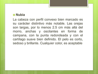  Nubia
La cabeza con perfil convexo bien marcado es
su carácter distintivo más notable. Las orejas
son largas, por lo menos 2.5 cm más allá del
morro, anchas y oscilantes en forma de
campana, con la punta redondeada y con el
cartílago suave bien definido. El pelo es corto,
sedoso y brillante. Cualquier color, es aceptable
 