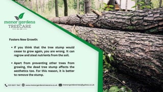 2 Reasons Why Tree Surgeons Tell to Remove a Rotting Tree Stump.pptx