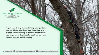 2 Reasons Why Tree Surgeons Tell to Remove a Rotting Tree Stump.pptx