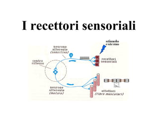 stimolo
esterno
I recettori sensoriali
 