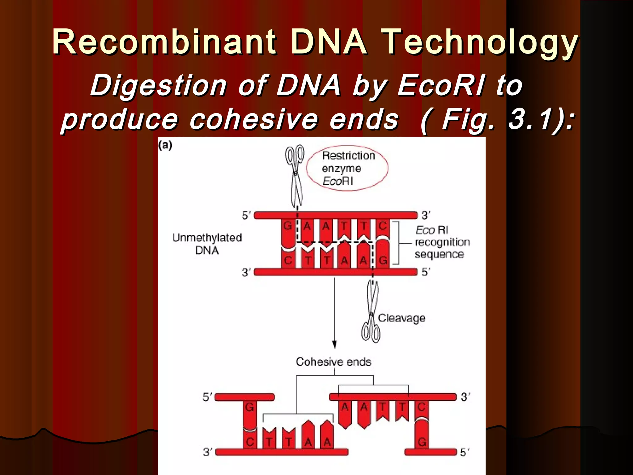 Recombinant DNA TechnologyRecombinant DNA Technology
Digestion of DNA by EcoRI toDigestion of DNA by EcoRI to
produce cohesive ends ( Fig. 3.1):produce cohesive ends ( Fig. 3.1):
 