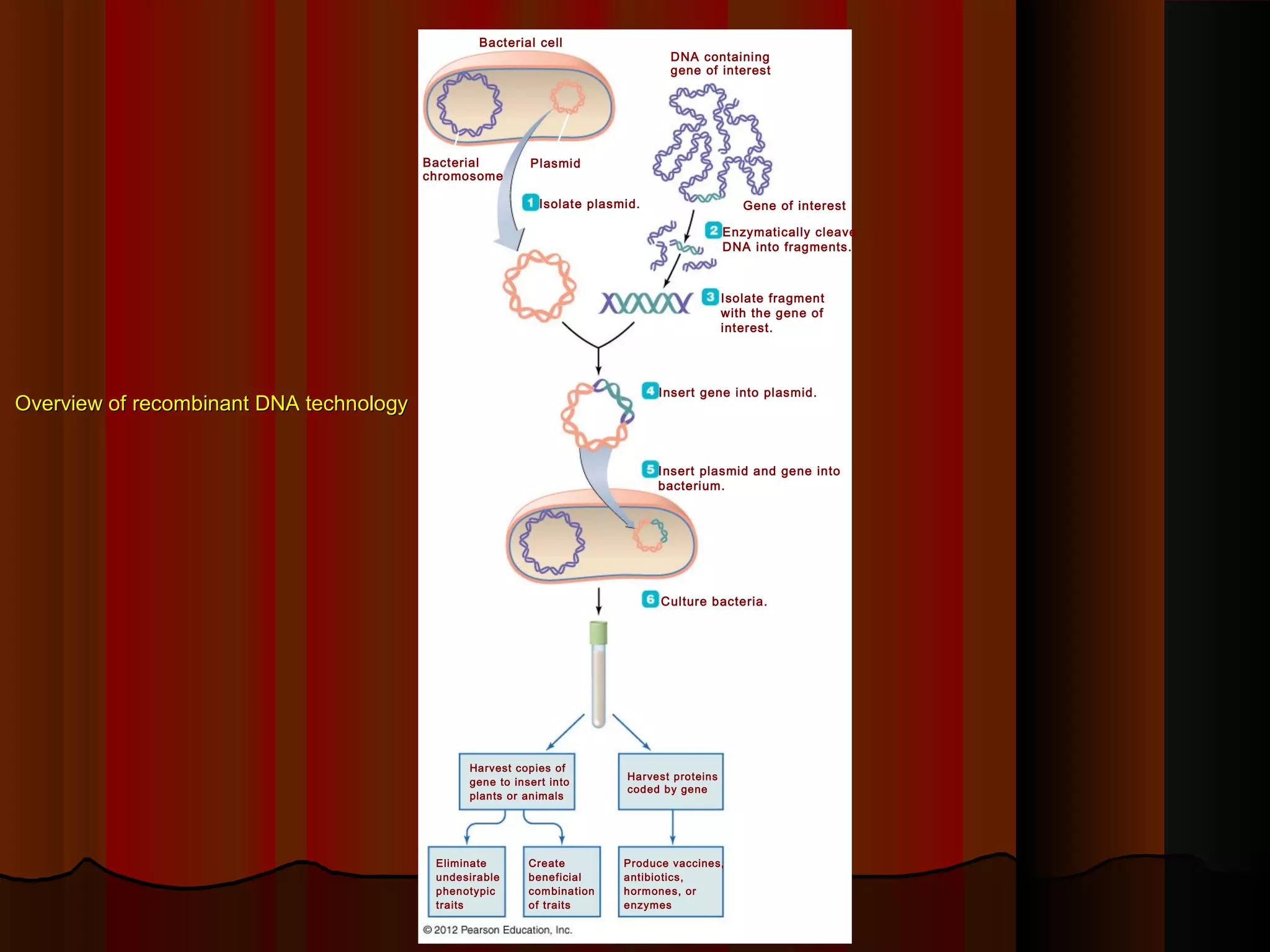 Overview of recombinant DNA technologyOverview of recombinant DNA technology
Bacterial cell
Bacterial
chromosome
Plasmid
Gene of interest
DNA containing
gene of interest
Isolate plasmid.
Enzymatically cleave
DNA into fragments.
Isolate fragment
with the gene of
interest.
Insert gene into plasmid.
Insert plasmid and gene into
bacterium.
Culture bacteria.
Harvest copies of
gene to insert into
plants or animals
Harvest proteins
coded by gene
Eliminate
undesirable
phenotypic
traits
Produce vaccines,
antibiotics,
hormones, or
enzymes
Create
beneficial
combination
of traits
 