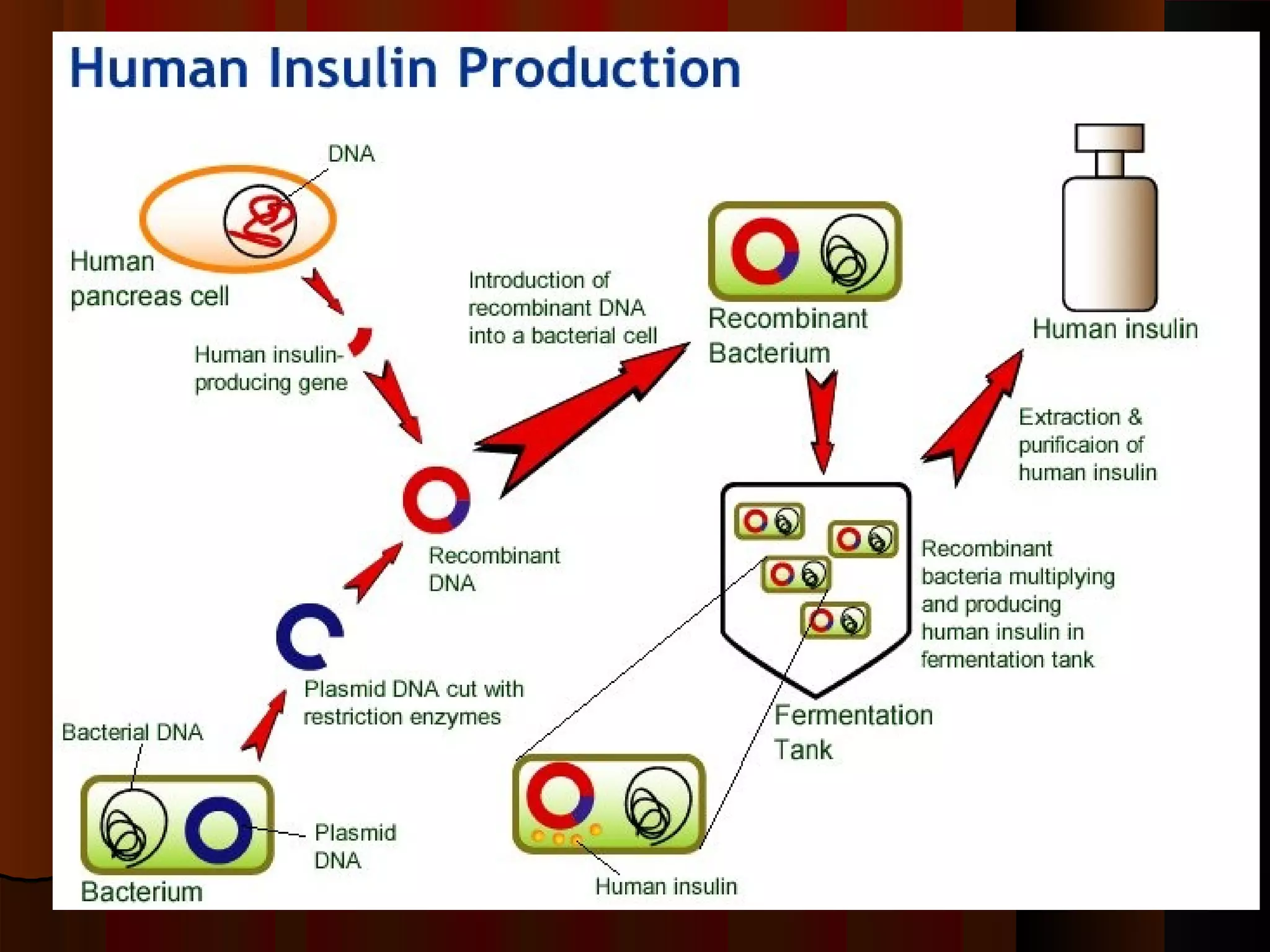 Ligase
E. Coli
E. Coli
 