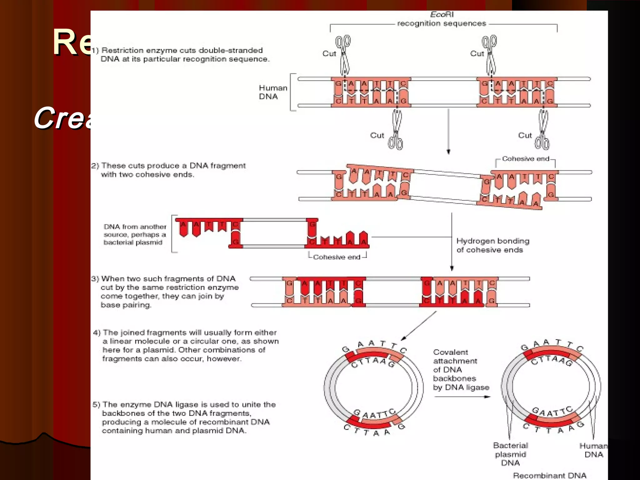 Recombinant DNA TechnologyRecombinant DNA Technology
Creating Recombinant DNA (Fig 3.2):Creating Recombinant DNA (Fig 3.2):
 