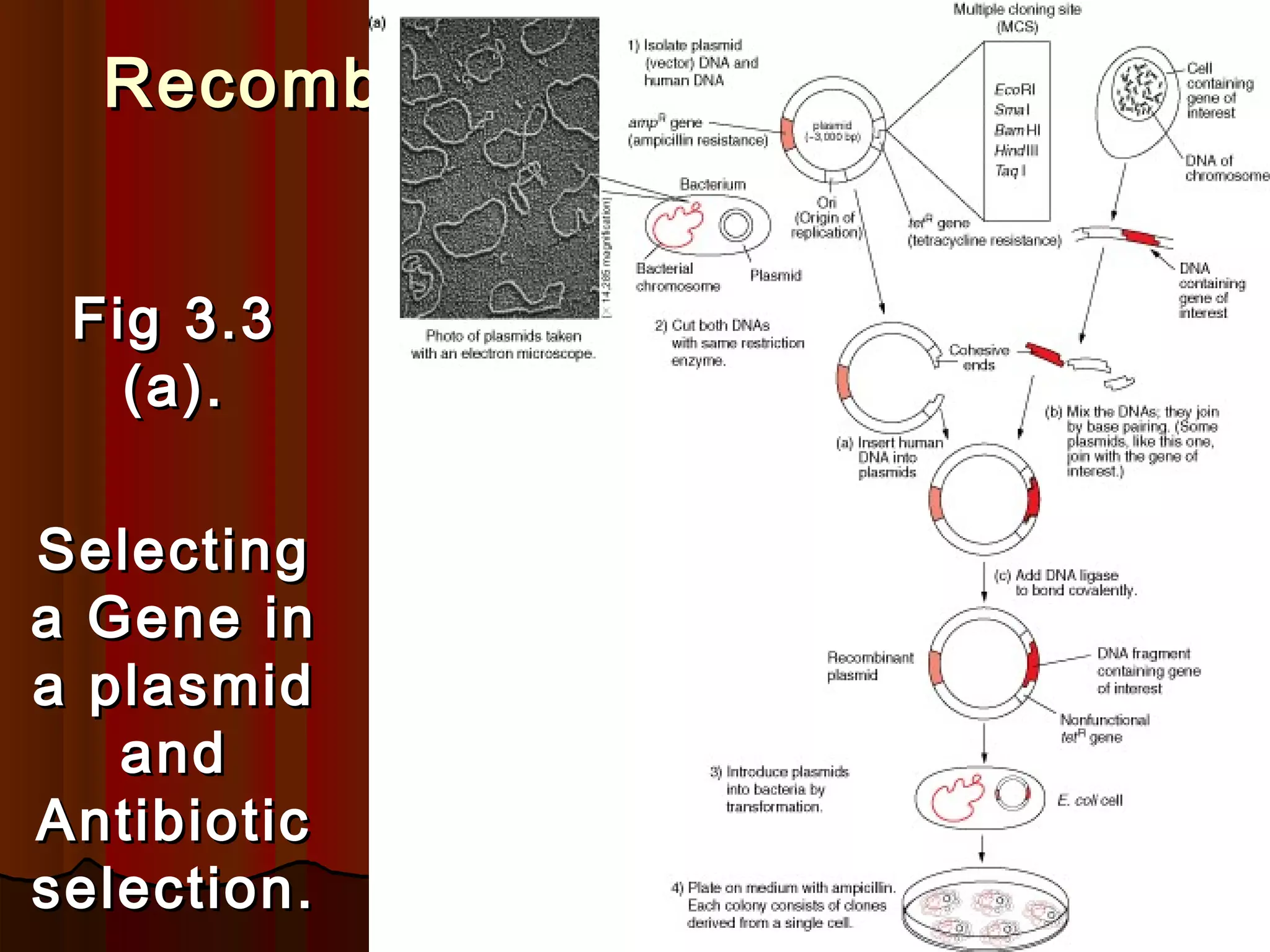 Recombinant DNA TechnologyRecombinant DNA Technology
Fig 3.3Fig 3.3
(a).(a).
SelectingSelecting
a Gene ina Gene in
a plasmida plasmid
andand
AntibioticAntibiotic
selection.selection.
 