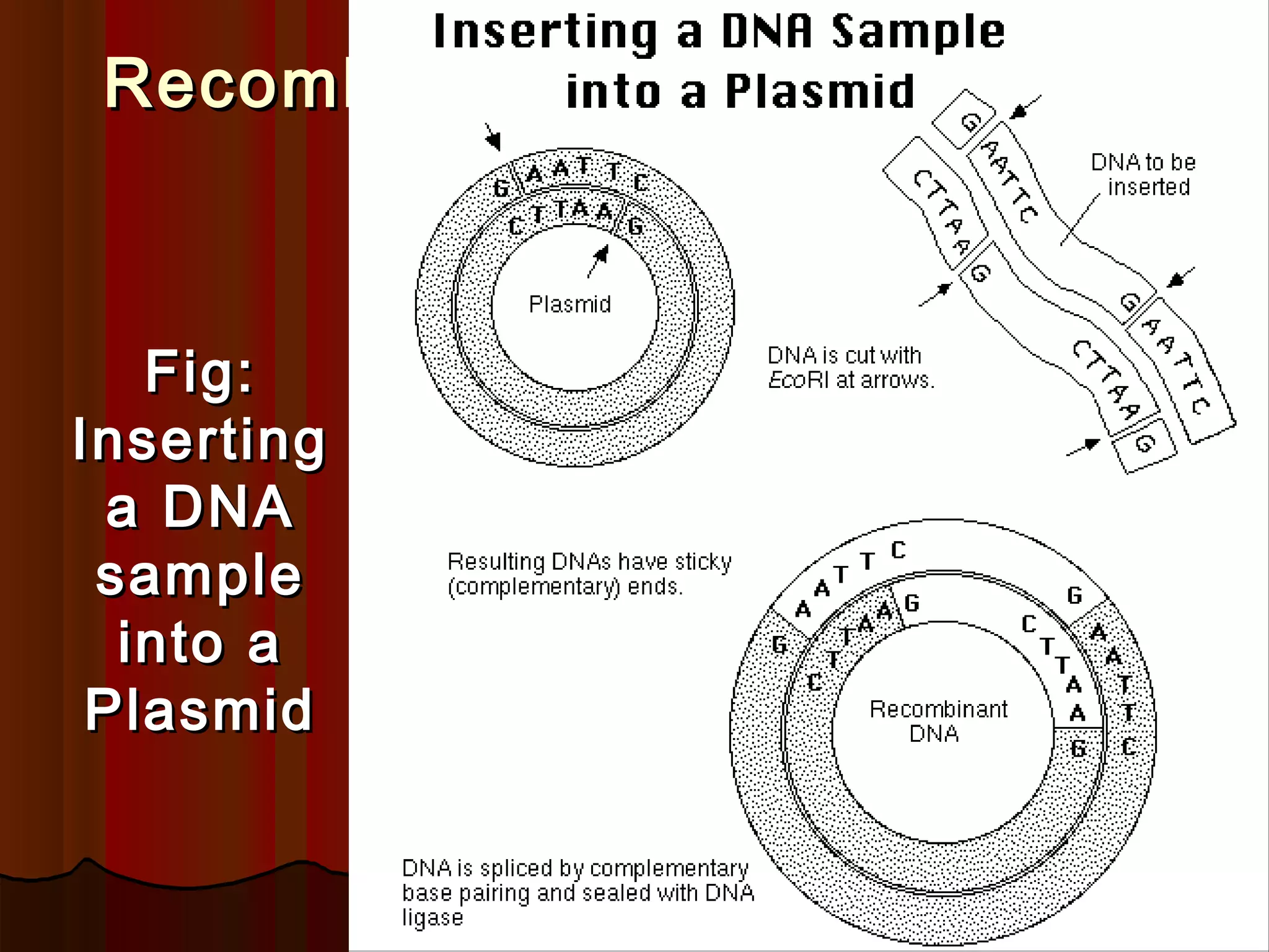 Recombinant DNA TechnologyRecombinant DNA Technology
Fig:Fig:
InsertingInserting
a DNAa DNA
samplesample
into ainto a
PlasmidPlasmid
 