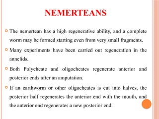 NEMERTEANS
 The nemertean has a high regenerative ability, and a complete
worm may be formed starting even from very small fragments.
 Many experiments have been carried out regeneration in the
annelids.
 Both Polycheate and oligocheates regenerate anterior and
posterior ends after an amputation.
 If an earthworm or other oligocheates is cut into halves, the
posterior half regenerates the anterior end with the mouth, and
the anterior end regenerates a new posterior end.
 