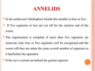 ANNELIDS
 In the earthworm Allobophora foetida this number is four or five.
 If five segments or less are cut off for the anterior end of the
worm.
 The regeneration is complete if more than five segments are
removed, only four or five segments well be recognized and the
worm will thus not attain the same overall number of segments as
it had before the operation.
 If the cut is carried out behind the genital segment.
 