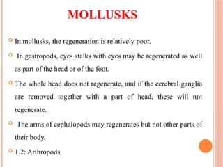 MOLLUSKS
 In mollusks, the regeneration is relatively poor.
 In gastropods, eyes stalks with eyes may be regenerated as well
as part of the head or of the foot.
 The whole head does not regenerate, and if the cerebral ganglia
are removed together with a part of head, these will not
regenerate.
 The arms of cephalopods may regenerates but not other parts of
their body.
 1.2: Arthropods
 