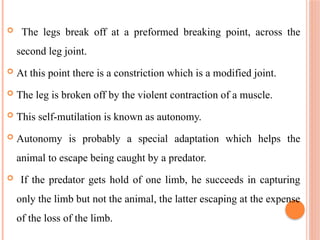  The legs break off at a preformed breaking point, across the
second leg joint.
 At this point there is a constriction which is a modified joint.
 The leg is broken off by the violent contraction of a muscle.
 This self-mutilation is known as autonomy.
 Autonomy is probably a special adaptation which helps the
animal to escape being caught by a predator.
 If the predator gets hold of one limb, he succeeds in capturing
only the limb but not the animal, the latter escaping at the expense
of the loss of the limb.
 