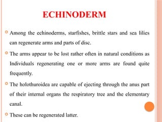 ECHINODERM
 Among the echinoderms, starfishes, brittle stars and sea lilies
can regenerate arms and parts of disc.
 The arms appear to be lost rather often in natural conditions as
Individuals regenerating one or more arms are found quite
frequently.
 The holothuroidea are capable of ejecting through the anus part
of their internal organs the respiratory tree and the elementary
canal.
 These can be regenerated latter.
 