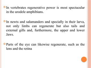  In vertebrates regenerative power is most spectacular
in the urodele amphibians.
 In newts and salamanders and specially in their larva,
not only limbs can regenerate but also tails and
external gills and, furthermore, the upper and lower
Jaws.
 Parts of the eye can likewise regenerate, such as the
lens and the retina
 