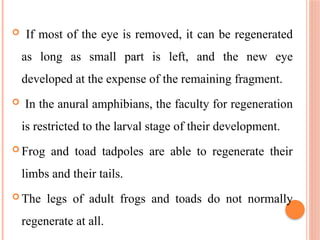 If most of the eye is removed, it can be regenerated
as long as small part is left, and the new eye
developed at the expense of the remaining fragment.
 In the anural amphibians, the faculty for regeneration
is restricted to the larval stage of their development.
 Frog and toad tadpoles are able to regenerate their
limbs and their tails.
 The legs of adult frogs and toads do not normally
regenerate at all.
 