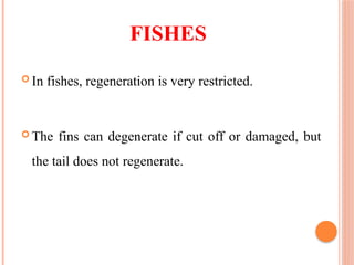 FISHES
 In fishes, regeneration is very restricted.
 The fins can degenerate if cut off or damaged, but
the tail does not regenerate.
 