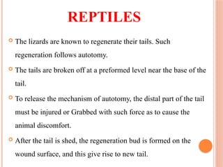 REPTILES
 The lizards are known to regenerate their tails. Such
regeneration follows autotomy.
 The tails are broken off at a preformed level near the base of the
tail.
 To release the mechanism of autotomy, the distal part of the tail
must be injured or Grabbed with such force as to cause the
animal discomfort.
 After the tail is shed, the regeneration bud is formed on the
wound surface, and this give rise to new tail.
 