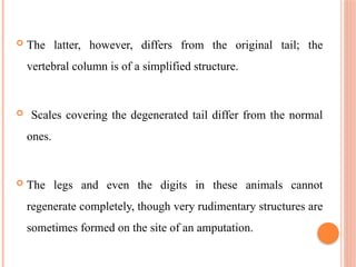 The latter, however, differs from the original tail; the
vertebral column is of a simplified structure.
 Scales covering the degenerated tail differ from the normal
ones.
 The legs and even the digits in these animals cannot
regenerate completely, though very rudimentary structures are
sometimes formed on the site of an amputation.
 