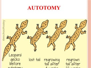 AUTOTOMY
 