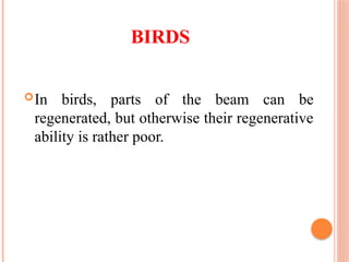 BIRDS
In birds, parts of the beam can be
regenerated, but otherwise their regenerative
ability is rather poor.
 
