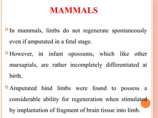 MAMMALS
 In mammals, limbs do not regenerate spontaneously
even if amputated in a fetal stage.
 However, in infant opossums, which like other
marsupials, are rather incompletely differentiated at
birth.
 Amputated hind limbs were found to possess a
considerable ability for regeneration when stimulated
by implantation of fragment of brain tissue into limb.
 