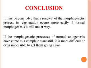 CONCLUSION
It may be concluded that a renewal of the morphogenetic
process in regeneration occurs more easily if normal
morphogenesis is still under way.
If the morphogenetic processes of normal ontogenesis
have come to a complete standstill, it is more difficult or
even impossible to get them going again.
 