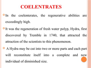 COELENTRATES
 In the coelenterates, the regenerative abilities are
exceedingly high.
 It was the regeneration of fresh water polyp, Hydra, first
discovered by Tremble in 1740, that attracted the
attraction of the scientists to this phenomenon.
 A Hydra may be cut into two or more parts and each part
will reconstitute itself into a complete and new
individual of diminished size.
 