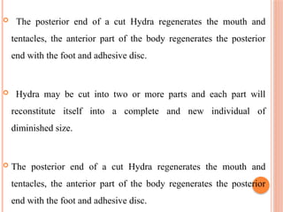  The posterior end of a cut Hydra regenerates the mouth and
tentacles, the anterior part of the body regenerates the posterior
end with the foot and adhesive disc.
 Hydra may be cut into two or more parts and each part will
reconstitute itself into a complete and new individual of
diminished size.
 The posterior end of a cut Hydra regenerates the mouth and
tentacles, the anterior part of the body regenerates the posterior
end with the foot and adhesive disc.
 