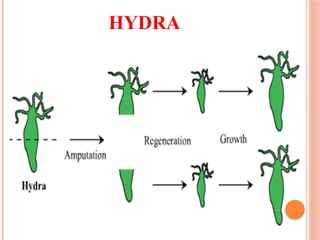 HYDRA
 
