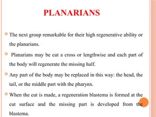 PLANARIANS
 The next group remarkable for their high regenerative ability or
the planarians.
 Planarians may be cut a cross or lengthwise and each part of
the body will regenerate the missing half.
 Any part of the body may be replaced in this way: the head, the
tail, or the middle part with the pharynx.
 When the cut is made, a regeneration blastema is formed at the
cut surface and the missing part is developed from the
blastema.
 