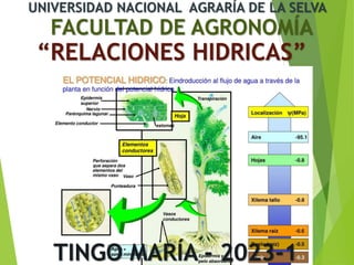 UNIVERSIDAD NACIONAL AGRARÍA DE LA SELVA
FACULTAD DE AGRONOMÍA
“RELACIONES HIDRICAS”
TINGO MARÍA - 2023-1
 