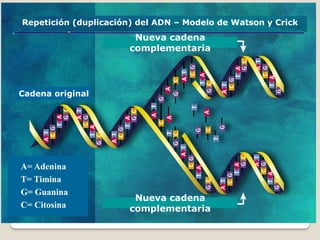 Replicacion Transcripcion y traduccion del ADN | PDF