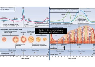 Physiology of Monthly Female Menstrual Cycle | PDF
