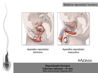 Sistema reprodutor humano

Aparelho reprodutor
feminino

Aparelho reprodutor
masculino

Reprodução Humana
Ciências naturais – 9º ano
Maria João Drumond / Setembro 2013

 