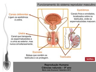 Funcionamento do sistema reprodutor masculino
Epidídimos
Canais finos e enrolados,
localizados sobre os
testículos, onde os
espermatozóides maturam.

Canais deferentes
Ligam os epidídimos
à uretra.

Uretra
Canal que transporta
os espermatozóides e
a urina ao exterior, mas
nunca simultaneamente.

Escrotos
Bolsas que contêm os
testículos e os protegem.

Testículos

Reprodução Humana
Ciências naturais – 9º ano
Maria João Drumond / Setembro 2013

 