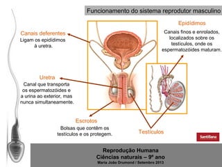 Funcionamento do sistema reprodutor masculino
Epidídimos
Canais finos e enrolados,
localizados sobre os
testículos, onde os
espermatozóides maturam.

Canais deferentes
Ligam os epidídimos
à uretra.

Uretra
Canal que transporta
os espermatozóides e
a urina ao exterior, mas
nunca simultaneamente.

Escrotos
Bolsas que contêm os
testículos e os protegem.

Testículos

Reprodução Humana
Ciências naturais – 9º ano
Maria João Drumond / Setembro 2013

 