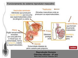Funcionamento do sistema reprodutor masculino
Vesículas seminais
Glândulas que produzem
líquido seminal, que se junta
aos espermatozóides antes
de atingirem a uretra.

Testículos
Gónadas masculinas onde se
produzem os espermatozóides.

Tubos seminíferos
Pénis
Órgão sexual externo
revestido
por uma pele fina
e móvel que, na
extremidade, forma
o prepúcio. Liberta
os espermatozóides.

Próstata

Tubos que formam
continuamente
espermatozóides.

Glândula que produz líquido prostático,
protegendo os espermatozóides da
acidez da uretra e da vagina.

Glande
Extremidade dilatada do
pénis coberta pelo prepúcio.

Reprodução Humana
Ciências naturais – 9º ano
Maria João Drumond / Setembro 2013

 