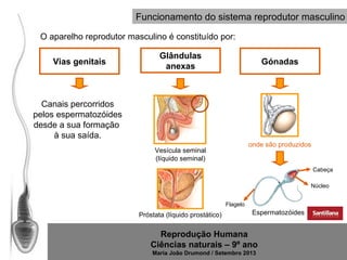 Funcionamento do sistema reprodutor masculino
O aparelho reprodutor masculino é constituído por:
Vias genitais

Glândulas
anexas

Gónadas

Canais percorridos
pelos espermatozóides
desde a sua formação
à sua saída.
onde são produzidos

Vesícula seminal
(líquido seminal)

Cabeça
Núcleo
Flagelo

Próstata (líquido prostático)

Espermatozóides

Reprodução Humana
Ciências naturais – 9º ano
Maria João Drumond / Setembro 2013

 
