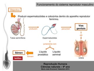 Funcionamento do sistema reprodutor masculino
Objectivo
Produzir espermatozóides e colocá-los dentro do aparelho reprodutor
feminino.

produzem

percorrem

Vias
genitais
até

Tubos seminíferos

Espermatozóides
juntamente com

Sémen
formam

Líquido
prostático

Líquido
seminal
Uretra

Reprodução Humana
Ciências naturais – 9º ano
Maria João Drumond / Setembro 2013

 