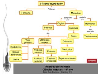 Sistema reprodutor
Pode ser

Feminino

Masculino
composto
por

Órgãos
Internos

Hormonas
Externos

são

Pénis
Vias
genitais

Glândulas
anexas

Epidídimos
Canais
deferentes
Uretra

Vesícula
seminal

Próstata

Líquido
seminal

Líquido
prostático

regulado
por

Gónadas

Testículos

Espermatozóides

Reprodução Humana
Ciências naturais – 9º ano
Maria João Drumond / Setembro 2013

por
exemplo

Testosterona

 