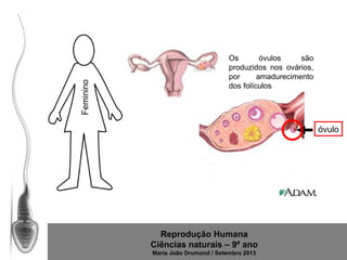 Feminino

Os
óvulos
são
produzidos nos ovários,
por
amadurecimento
dos folículos

óvulo

Reprodução Humana
Ciências naturais – 9º ano
Maria João Drumond / Setembro 2013

 