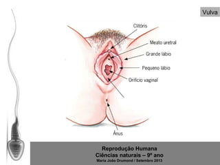 Vulva

Reprodução Humana
Ciências naturais – 9º ano
Maria João Drumond / Setembro 2013

 