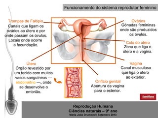 Funcionamento do sistema reprodutor feminino
Ovários
Gónadas femininas
onde são produzidos
os óvulos.

Trompas de Falópio
Canais que ligam os
ovários ao útero e por
onde passam os óvulos.
Locais onde ocorre
a fecundação.

Útero
Órgão revestido por
um tecido com muitos
vasos sanguíneos —
endométrio —, onde
se desenvolve o
embrião.

Colo do útero
Zona que liga o
útero e a vagina.
Vagina
Canal musculoso
que liga o útero
ao exterior.

Orifício genital
Abertura da vagina
para o exterior.

Reprodução Humana
Ciências naturais – 9º ano
Maria João Drumond / Setembro 2013

 