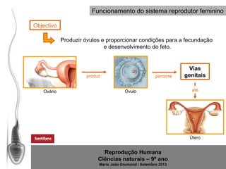 Funcionamento do sistema reprodutor feminino
Objectivo
Produzir óvulos e proporcionar condições para a fecundação
e desenvolvimento do feto.

produz
Ovário

percorre
Óvulo

Vias
genitais
até

Útero

Reprodução Humana
Ciências naturais – 9º ano
Maria João Drumond / Setembro 2013

 