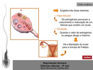 Ciclo ovárico
Engloba três fases distintas:
— Fase folicular
Os estrogénios provocam o
crescimento e maturação de um
folículo que contém um óvulo.
— Ovulação
Quando o valor de estrogénios
no sangue atinge o máximo.

Há a libertação do óvulo
para a trompa de Falópio.

Reprodução Humana
Ciências naturais – 9º ano
Maria João Drumond / Setembro 2013

 