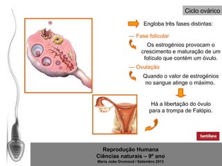 Ciclo ovárico
Engloba três fases distintas:
— Fase folicular
Os estrogénios provocam o
crescimento e maturação de um
folículo que contém um óvulo.
— Ovulação
Quando o valor de estrogénios
no sangue atinge o máximo.

Há a libertação do óvulo
para a trompa de Falópio.

Reprodução Humana
Ciências naturais – 9º ano
Maria João Drumond / Setembro 2013

 
